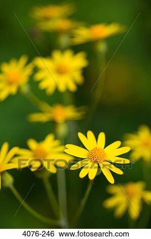 Close-up of yellow Daisies, North Carolina, USA View Large Photo Image Stock Photograph - Close-up of yellow Daisies, North Carolina, USA. Fotosearch