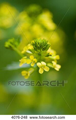 Close-up of yellow flowers, North Carolina, USA View Large Photo Image Stock Photo - Close-up of yellow flowers, North Carolina, USA. Fotosearch
