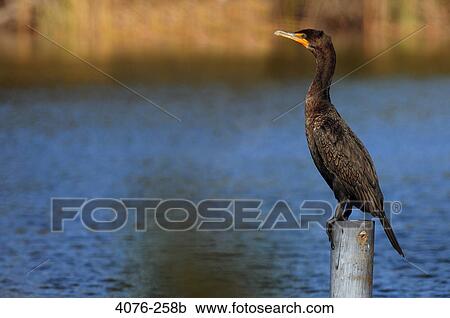 Cormorant perching on a wooden post, Florida, USA View Large Photo Image Stock Image - Cormorant perching on a wooden post, Florida, USA. Fotosearch