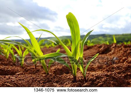 Corn crop in a field, Annapolis Valley, Nova Scotia, Canada View Large Photo Image Stock Photography - Corn crop in a field, Annapolis Valley, Nova Scotia, Canada. Fotosearch