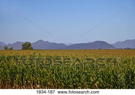Corn field with mountains in the background, Los Mochis, Sinaloa, Mexico View Large Photo Image Stock Photo - Corn field with mountains in the background, Los Mochis, Sinaloa, Mexico. Fotosearch