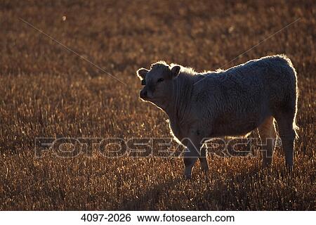 Stock Photograph - Cow in a field, Alberta, Canada. Fotosearch