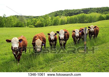 Stock Image - Cows in a field, Nova Scotia, Canada. Fotosearch