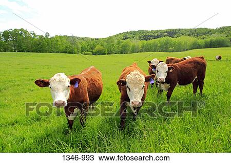 Stock Image - Cows in a field, Nova Scotia, Canada. Fotosearch