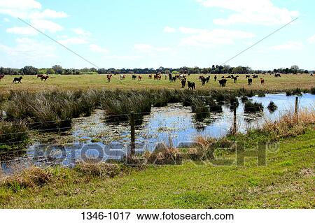 Cows in a field, Sarasota County, Florida, USA View Large Photo Image Stock Photo - Cows in a field, Sarasota County, Florida, USA. Fotosearch
