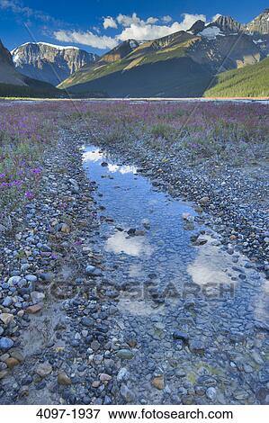 Stock Photo - Creek with mountains in the background, Mt Andromeda, Canadian Rockies, Jasper National Park, Alberta, Canada. Fotosearch