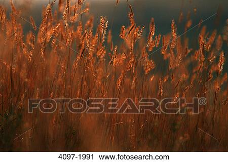 Stock Image - Crop in a field, Alberta, Canada. Fotosearch