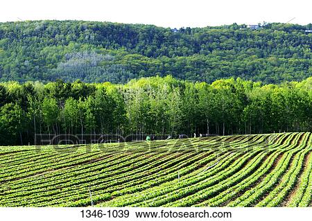 Crop in a field, Annapolis Valley, Nova Scotia, Canada View Large Photo Image Stock Photo - Crop in a field, Annapolis Valley, Nova Scotia, Canada. Fotosearch