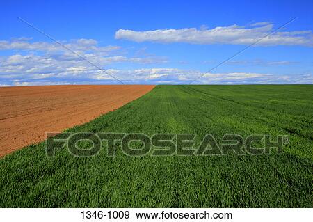 Crop in a field, Nova Scotia, Canada View Large Photo Image Stock Photo - Crop in a field, Nova Scotia, Canada. Fotosearch