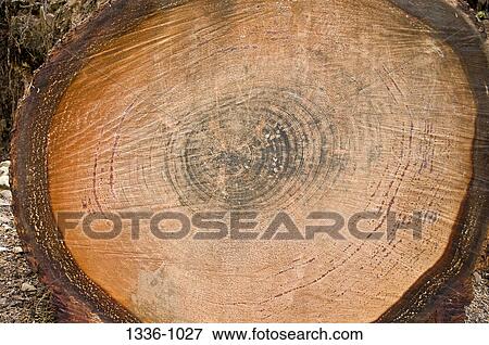 Stock Photo - Cut through 300 year old redwood tree showing growth rings. Fotosearch