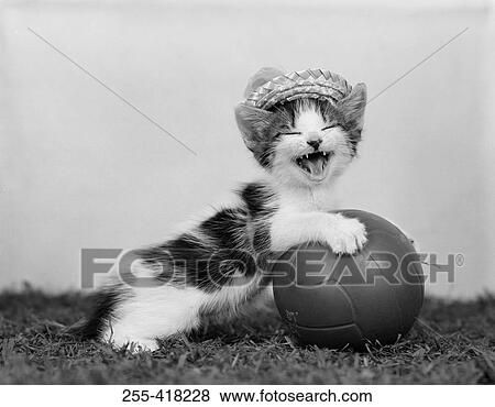 Stock Photo - Cute kitten with ball. Fotosearch
