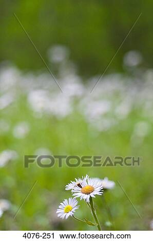Daisy flowers in a field, North Carolina, USA View Large Photo Image Stock Image - Daisy flowers in a field, North Carolina, USA. Fotosearch