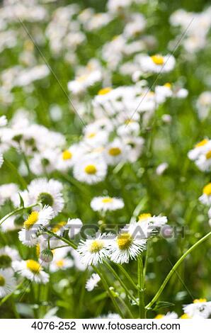 Stock Image - Daisy flowers in a field, North Carolina, USA. Fotosearch