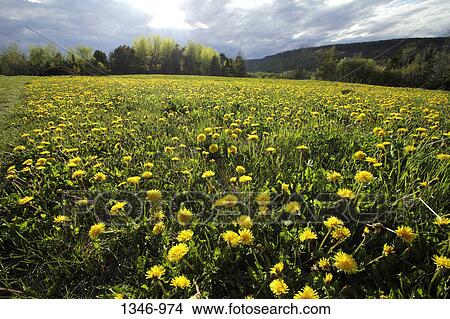 Dandelion flowers in a field, Annapolis Valley, Nova Scotia, Canada View Large Photo Image Picture - Dandelion flowers in a field, Annapolis Valley, Nova Scotia, Canada. Fotosearch