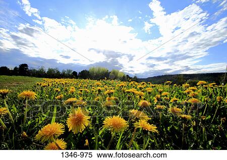 Dandelion flowers in a field, Annapolis Valley, Nova Scotia, Canada View Large Photo Image Stock Photography - Dandelion flowers in a field, Annapolis Valley, Nova Scotia, Canada. Fotosearch