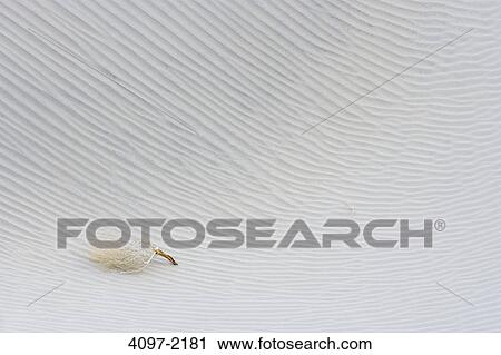 Stock Image - Dead plant in a desert, Mesquite Flat Dunes, Death Valley National Park, California, USA. Fotosearch