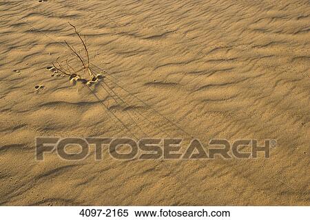 Stock Photography - Dead plant in a desert, Mesquite Flat Dunes, Death Valley National Park, California, USA. Fotosearch