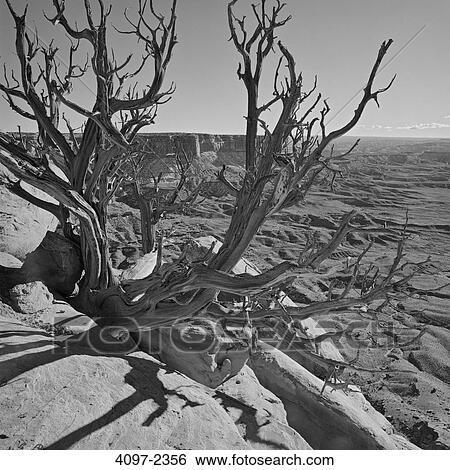Stock Photograph - Dead tree in a canyon, Canyonlands National Park, Utah, USA. Fotosearch