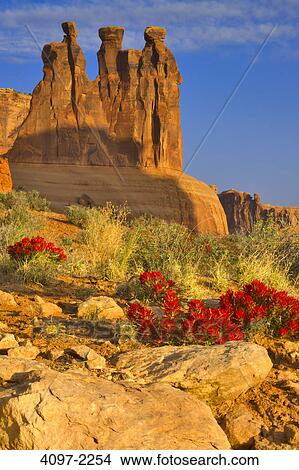 Desert paintbrush (Castilleja chromosa) in a canyon, Arches National Park, Utah, USA View Large Photo Image Picture - Desert paintbrush (Castilleja chromosa) in a canyon, Arches National Park, Utah, USA. Fotosearch