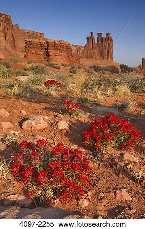 Desert paintbrush (Castilleja chromosa) in a canyon, Arches National Park, Utah, USA View Large Photo Image Stock Photography - Desert paintbrush (Castilleja chromosa) in a canyon, Arches National Park, Utah, USA. Fotosearch