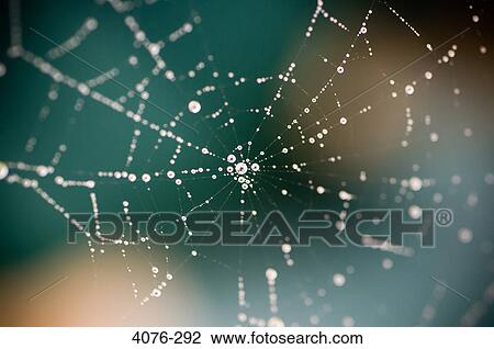 Dew drops on a spider web View Large Photo Image Stock Image - Dew drops on a spider web. Fotosearch