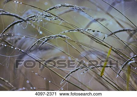 Dew drops with spider web on reeds, Saanich Peninsula, Victoria, Vancouver Island, British Columbia, Canada View Large Photo Image Stock Image - Dew drops with spider web on reeds, Saanich Peninsula, Victoria, Vancouver Island, British Columbia, Canada. Fotosearch
