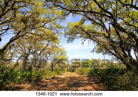Dirt road passing through a forest, Myakka River State Park, Florida, USA View Large Photo Image Stock Image - Dirt road passing through a forest, Myakka River State Park, Florida, USA. Fotosearch