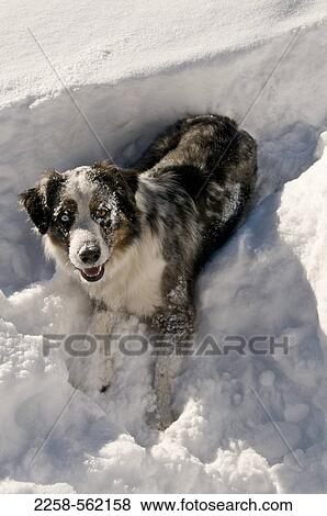 Dog lying in snow View Large Photo Image Stock Photo - Dog lying in snow. Fotosearch