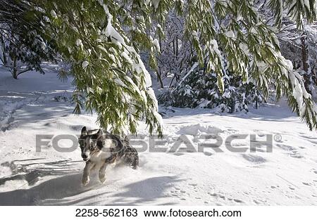 Dog running in snow View Large Photo Image Stock Image - Dog running in snow. Fotosearch