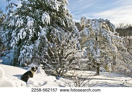 Dog running in snow View Large Photo Image Stock Photo - Dog running in snow. Fotosearch