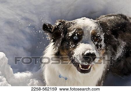 Stock Photo - Dog with snow covered face. Fotosearch