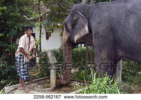 Elephant drinking water from water pump, Pinnawela Elephant Orphanage, Pinnawala, Sri Lanka View Large Photo Image Stock Photo - Elephant drinking water from water pump, Pinnawela Elephant Orphanage, Pinnawala, Sri Lanka. Fotosearch