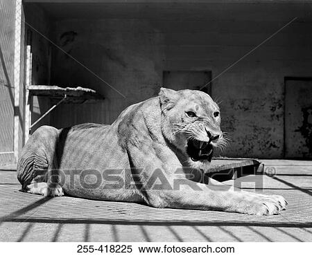 Stock Photography - Female lion. Fotosearch