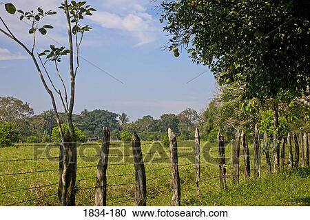 Fence along a pasture, Finca Cholula, Comalcalco, Tabasco, Mexico View Large Photo Image Stock Image - Fence along a pasture, Finca Cholula, Comalcalco, Tabasco, Mexico. Fotosearch