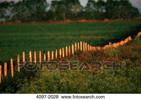 Fence in a field, Alberta, Canada View Large Photo Image Stock Photo - Fence in a field, Alberta, Canada. Fotosearch