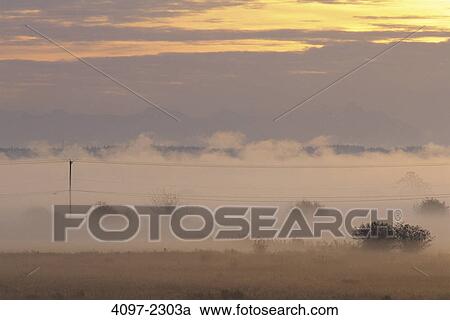 Field covered with fog at sunrise, Fraser Valley, British Columbia, Canada View Large Photo Image Stock Image - Field covered with fog at sunrise, Fraser Valley, British Columbia, Canada. Fotosearch