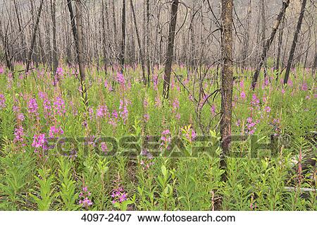 Fireweeds in a forest, Kootenay National Park, British Columbia, Canada View Large Photo Image Stock Photo - Fireweeds in a forest, Kootenay National Park, British Columbia, Canada. Fotosearch