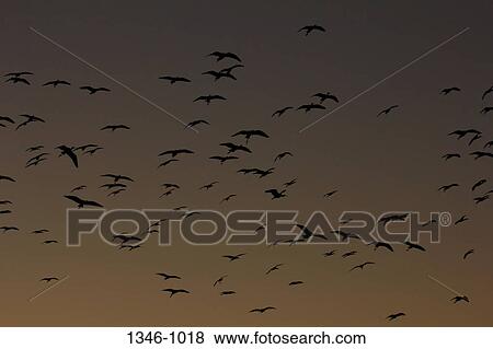 Stock Photo - Flock of Ibises at twilight, Venice Rookery, Venice, Florida, USA. Fotosearch
