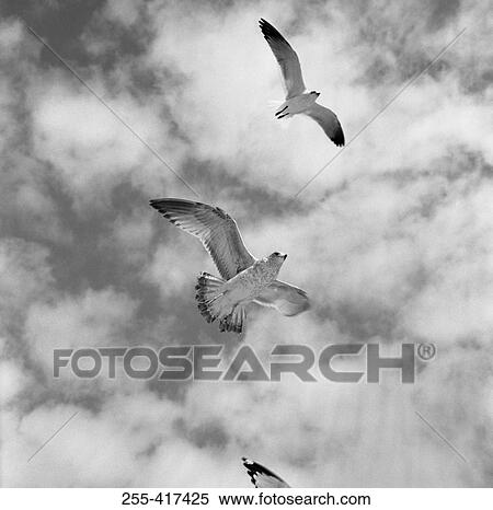 Stock Photography - Flying birds against cloudy sky. Fotosearch