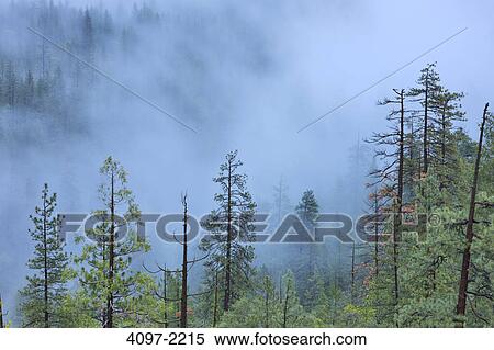 Stock Photography - Fog covered forest at dusk, Yosemite National Park, California, USA. Fotosearch