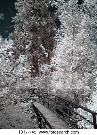 Footbridge in a forest, Olympic National Park, Washington State, USA View Large Photo Image Stock Photography - Footbridge in a forest, Olympic National Park, Washington State, USA. Fotosearch