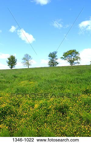 Four trees on a hill, Nova Scotia, Canada View Large Photo Image Stock Image - Four trees on a hill, Nova Scotia, Canada. Fotosearch