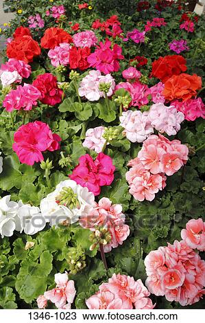 Geranium flowers in a nursery View Large Photo Image Stock Image - Geranium flowers in a nursery. Fotosearch
