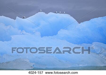 Glacier in the ocean, LeConte Glacier, Inside Passage, Alaska, USA View Large Photo Image Stock Photo - Glacier in the ocean, LeConte Glacier, Inside Passage, Alaska, USA. Fotosearch