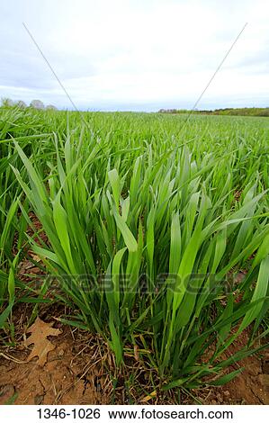 Stock Photograph - Grass growing in a field, Annapolis Valley, Nova Scotia, Canada. Fotosearch
