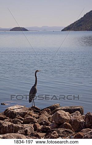 Stock Photo - Great Blue heron (Ardea herodias) perching at coast, Sea of Cortez, Guaymas, Sonora, Mexico. Fotosearch