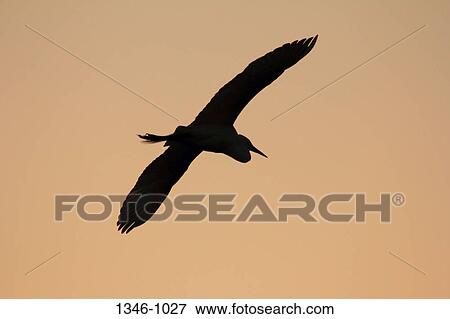 Great white egret (Ardea alba) in flight at twilight, Venice Rookery, Venice, Florida, USA View Large Photo Image Stock Photo - Great white egret (Ardea alba) in flight at twilight, Venice Rookery, Venice, Florida, USA. Fotosearch