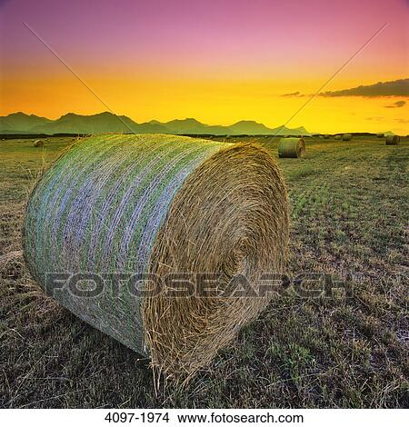 Picture - Hay bales in a field, Alberta, Canada. Fotosearch