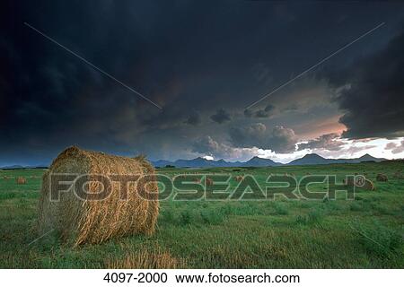 Stock Image - Hay bales in a field, Alberta, Canada. Fotosearch