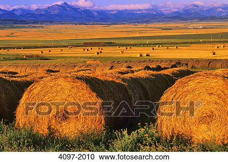 Hay bales in a field, Alberta, Canada View Large Photo Image Stock Image - Hay bales in a field, Alberta, Canada. Fotosearch